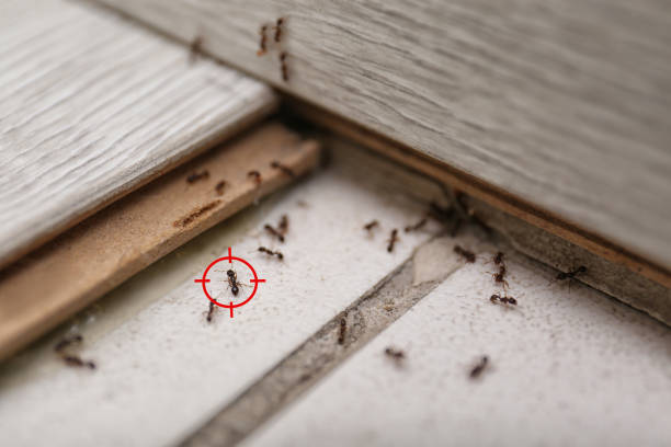 Best Ant Control Services  in Middleport, NY