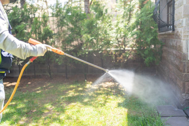 Best Wasp Removal Services  in Middleport, NY