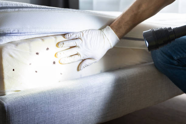 Best Affordable Pest Control Services  in Middleport, NY