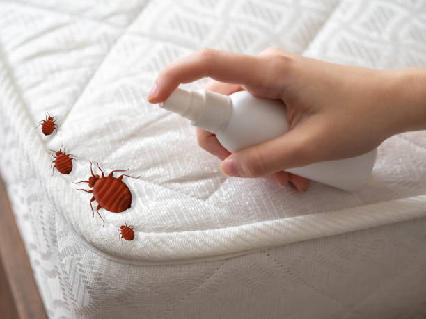 Best Pest Inspection Near Me  in Middleport, NY