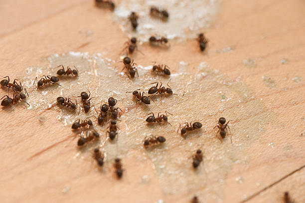 Wildlife Control Services in Middleport, NY