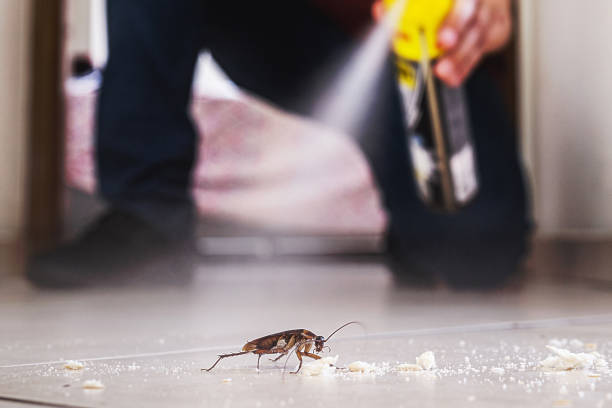 Best Emergency Pest Control  in Middleport, NY